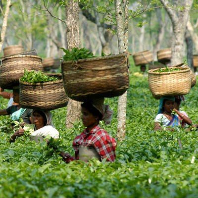 Assam tea and its benefits